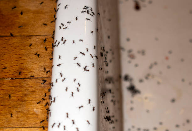 Best Cockroach Control Services  in Deatsville, AL